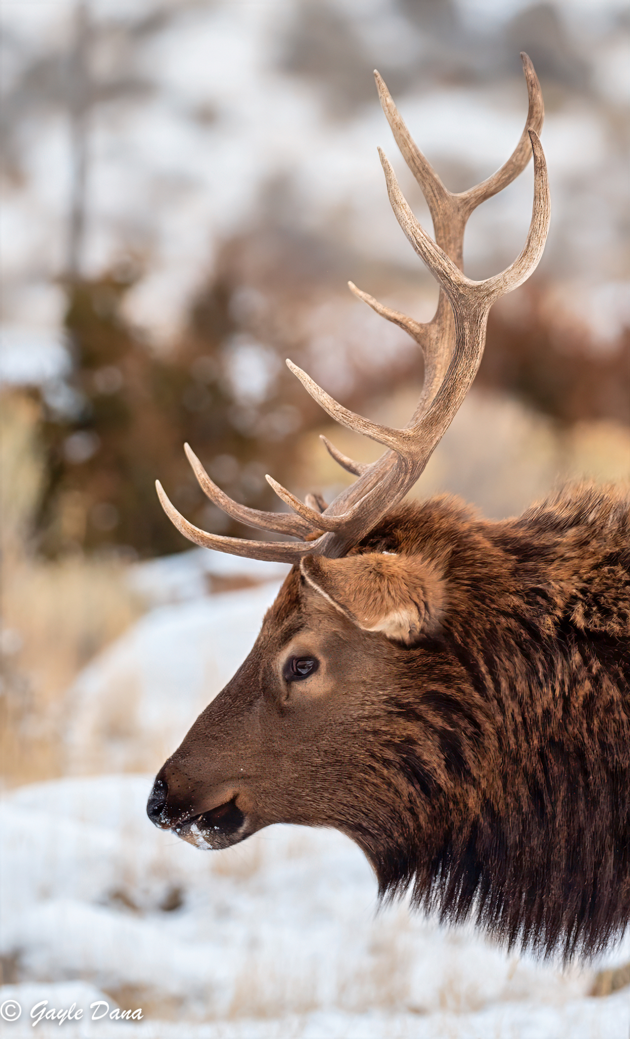 Elk male head side